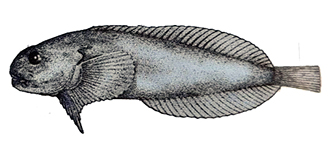 Liparis montagui.jpg